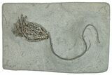 Fossil Crinoid (Linocrinus) - Crawfordsville, Indiana #291788-1